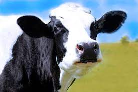 Cara de vaca granja animal máquina bordado applique diseño. Vaca Animales La Cabeza Foto Gratis En Pixabay
