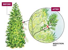 Clean and sanitize your pruning shear before you start pruning. How To Prune Arborvitae Finegardening