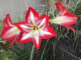 Amarylis Red And White From Ailgara From Deviantart Amaryllis Red And White Red