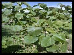 Image result for Phytolacca dodecandra