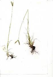 Image result for Dactyloctenium geminatum