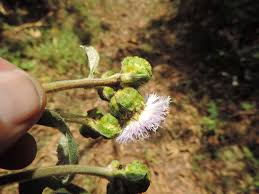 Image result for Bothriocline