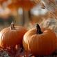 Pumpkin Patch experience event image