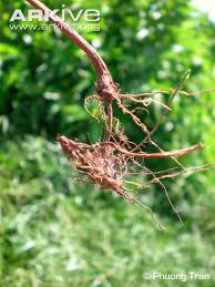 Image result for Cyperus nduru