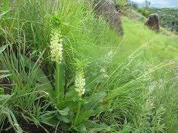 Image result for Eucomis zambesiaca