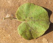 Image result for Stipularia africana