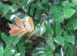 Image result for Diospyros squarrosa