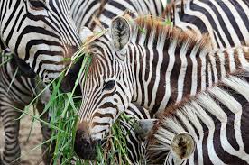 Zebra Eating Grass Zebra Animal Photo Wild Animals Photos