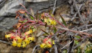 Image result for Penaeaceae