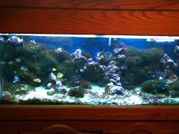 Il n'y a pas de soins particuliers à apporter à cette pompe aquascape, cependant il vous. 90 Gallon Aquascaping Reef2reef Saltwater And Reef Aquarium Forum