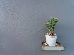 Cactus plants grow slowly and only need repotting every three or four years. Can A Cactus Grow In Shade Cactusway
