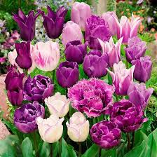 Gartner Potschkes Violetter Tulpenzauber Online Kaufen Bei Gartner Potschke Tulpen Garten Blumenzwiebeln Und Blumen