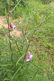 Image result for Sesamum calycinum