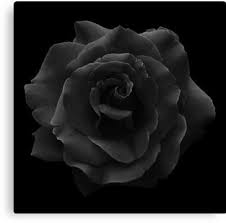 Single Large High Resolution Black Rose Canvas Print By O O In 2021 Black Rose Flower Black Rose Black Rose Tattoo For Men