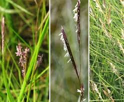 Image result for Sporobolus ioclados