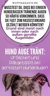 Mein rechtes auge wird von außen nach innen gewaschen und ggf. Hund Auge Trant Ursachen Und Pflegetipps Bei Gereizten Hundeaugen