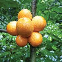 Image result for Rinorea brachypetala