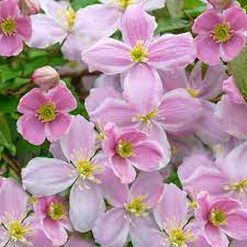 What distinguishes 'mayleen' from other popular montana var. Clematis Montana Mayleen Shrub For Sale Free Uk Delivery