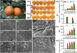 Orange tree navel orange with seeds,sweet orange seedlings for sale product detail image chinese name qi cheng shu miao english name most. Integrated Transcriptomic And Metabolomic Analyses Of A Wax Deficient Citrus Mutant Exhibiting Jasmonic Acid Mediated Defense Against Fungal Pathogens Horticulture Research