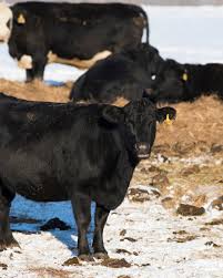 In this episode of The Beef Podcast Show, Dr. Sergio Arispe from Oregon  State University discusses the unique environmental challenges in eastern  Oregon, effective strategies for managing invasive species, and the role