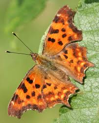 Te kai a te rangatira. Butterfly Wiktionary