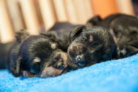 Raising Newborn Puppies American Kennel Club