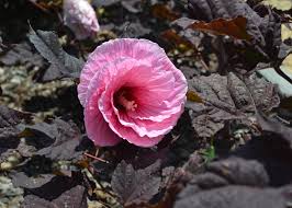 Image result for Hibiscus meyeri