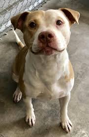 This handsome little man is a 10 week old male pitbull boxer mix. Pin On Rescue Please