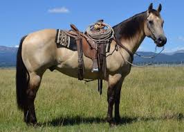 Quarter horse buckskin horses for sale. Poco Scooten Bueno Roping Horse Buckskin Horse Horses