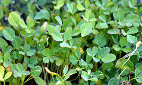 We did not find results for: Methi Plant Fenugreek Plant Uses And Benefits Of Methi Seeds