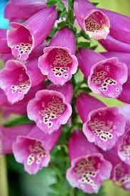 Foxgloves Beautiful Flowers Amazing Flowers Pretty Flowers