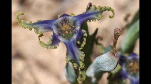 Image result for Ferraria