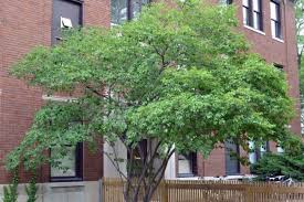 Image result for Amelanchier laevis