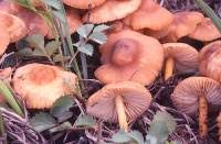 Image result for Marasmius opacus