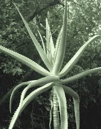 Image result for Aloe ballii