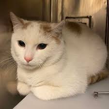 Lost black cat in East Green Bay area