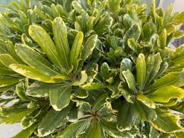 Image result for Pittosporum tobira