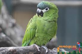 Cuce Macaw Papagani 2020 Papaganlar Papagan Hayvanlar