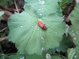 Image result for Hypolytrum pynaertii