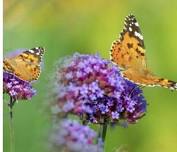 Citizen Science Sundays