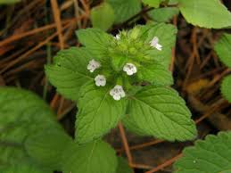 Image result for Clinopodium