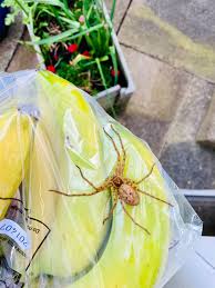 Image result for Tridactyle tricuspis