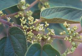 Image result for Trema sp A