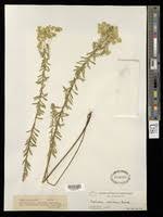 Image result for Euphorbia epicyparissias