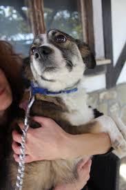 Found female maltese mix near St. Andrews canal