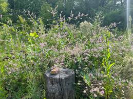 Image result for Desmodium ospriostreblum