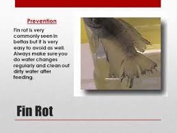 Betta First Aid Kit Diseases And Treatments Youtube Betta First Aid Kit Betta Fish