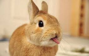 How To Tell If Your Rabbit Loves You
