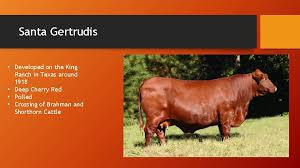 Check spelling or type a new query. Breeds Of Beef Cattle Bos Taurus Cattle Of