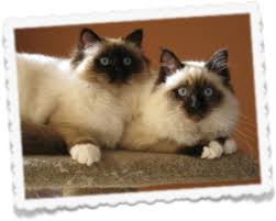 Seal Point Birman Kittens For Sale Nz Welcome To Moonson Birmans